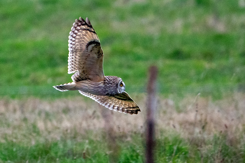 Short-eared Owl